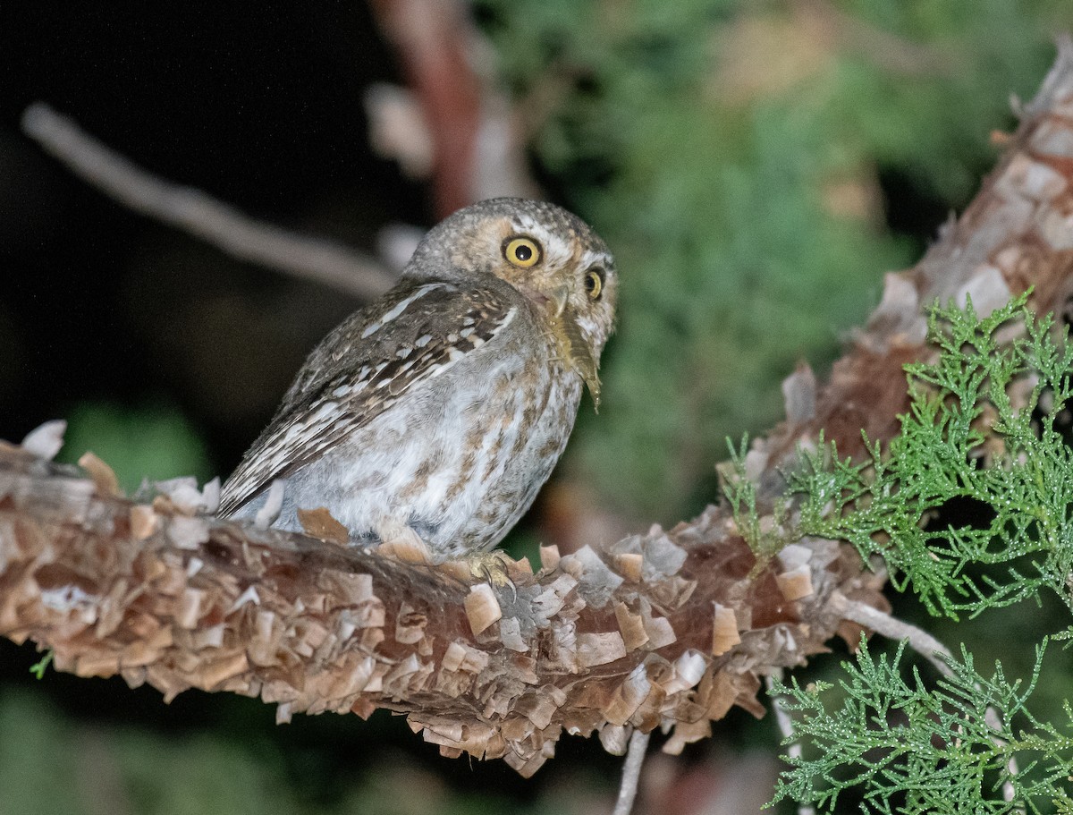 Elf Owl - ML646500814