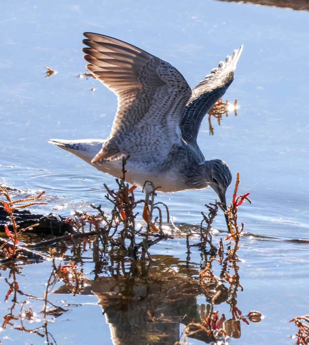 Greater Yellowlegs - ML646500815