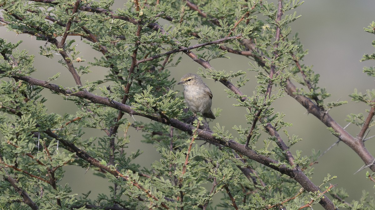 Plain Leaf Warbler - ML646500816