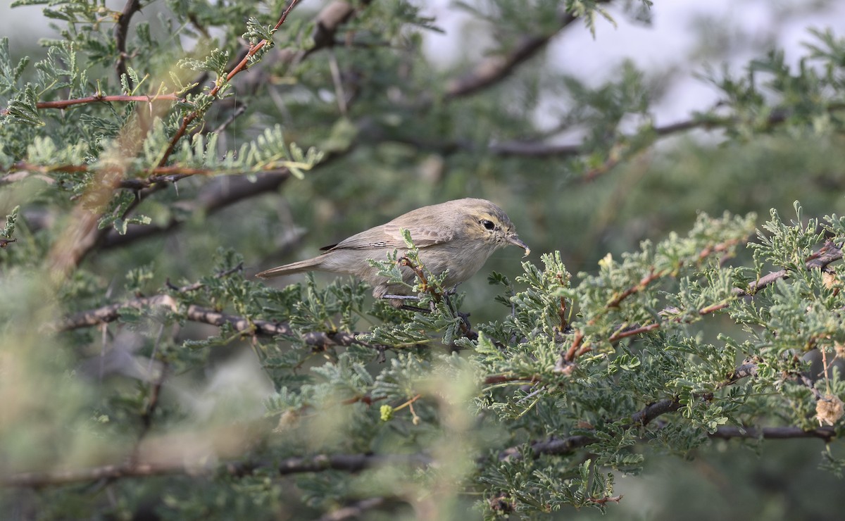 Plain Leaf Warbler - ML646500818