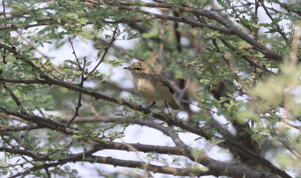 Plain Leaf Warbler - ML646500820
