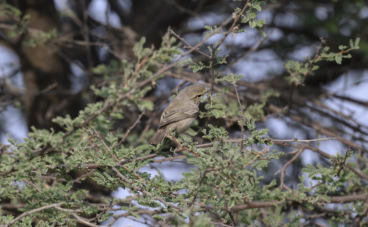 Plain Leaf Warbler - ML646500821