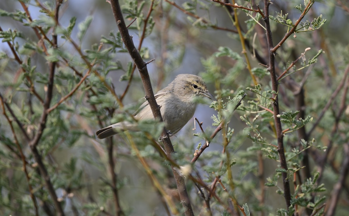 Plain Leaf Warbler - ML646500822