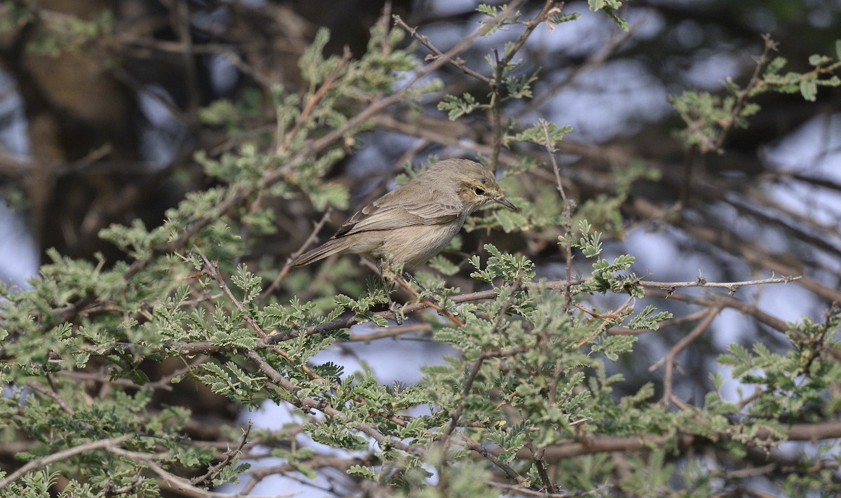 Plain Leaf Warbler - ML646500823