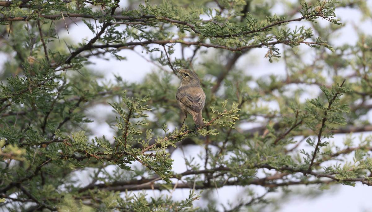 Plain Leaf Warbler - ML646500824