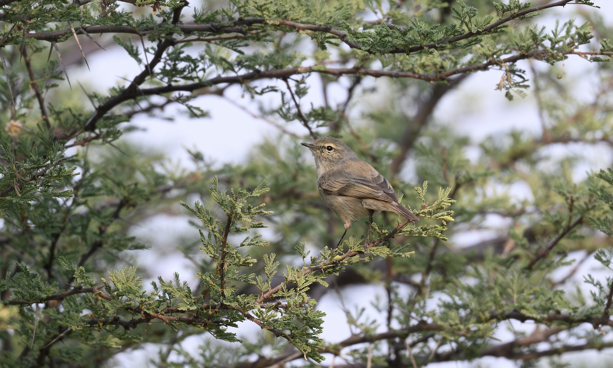 Plain Leaf Warbler - ML646500825
