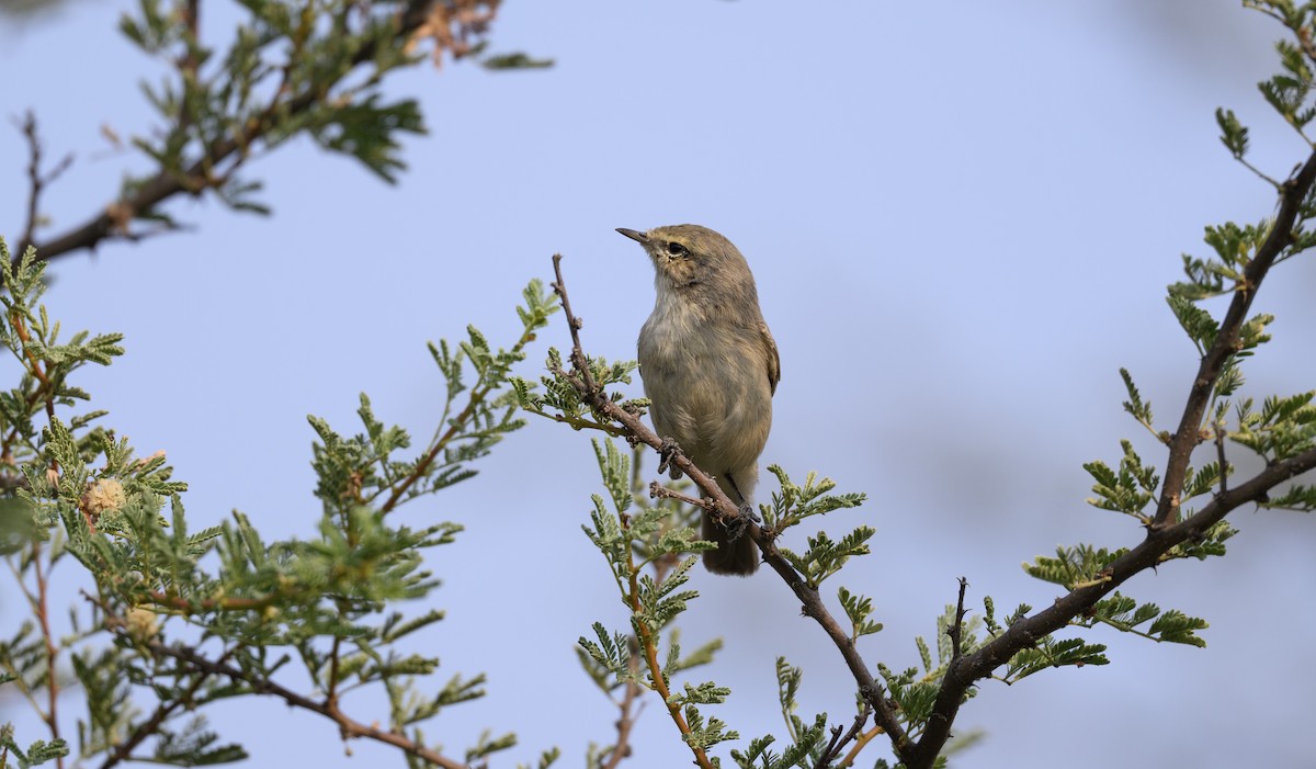 Plain Leaf Warbler - ML646500826