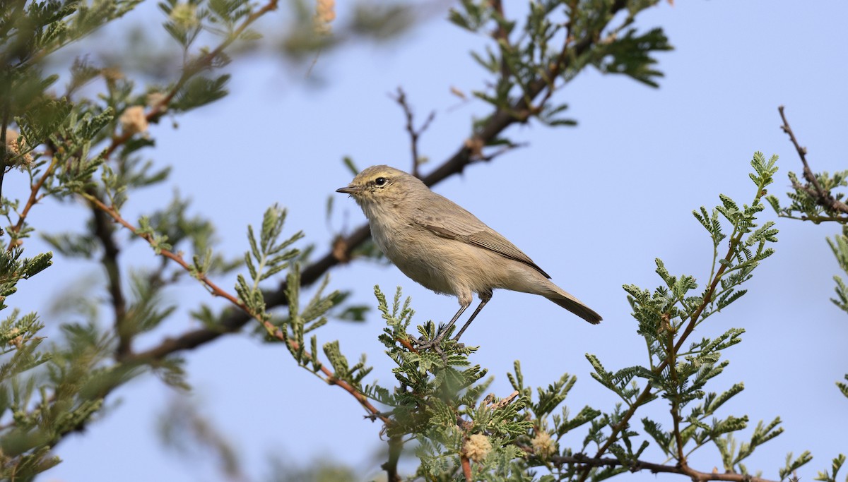 Plain Leaf Warbler - ML646500827