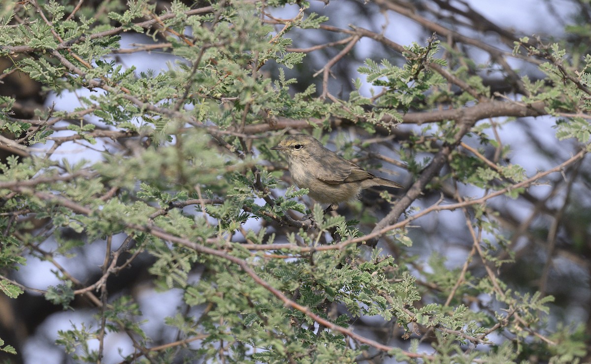 Plain Leaf Warbler - ML646500828