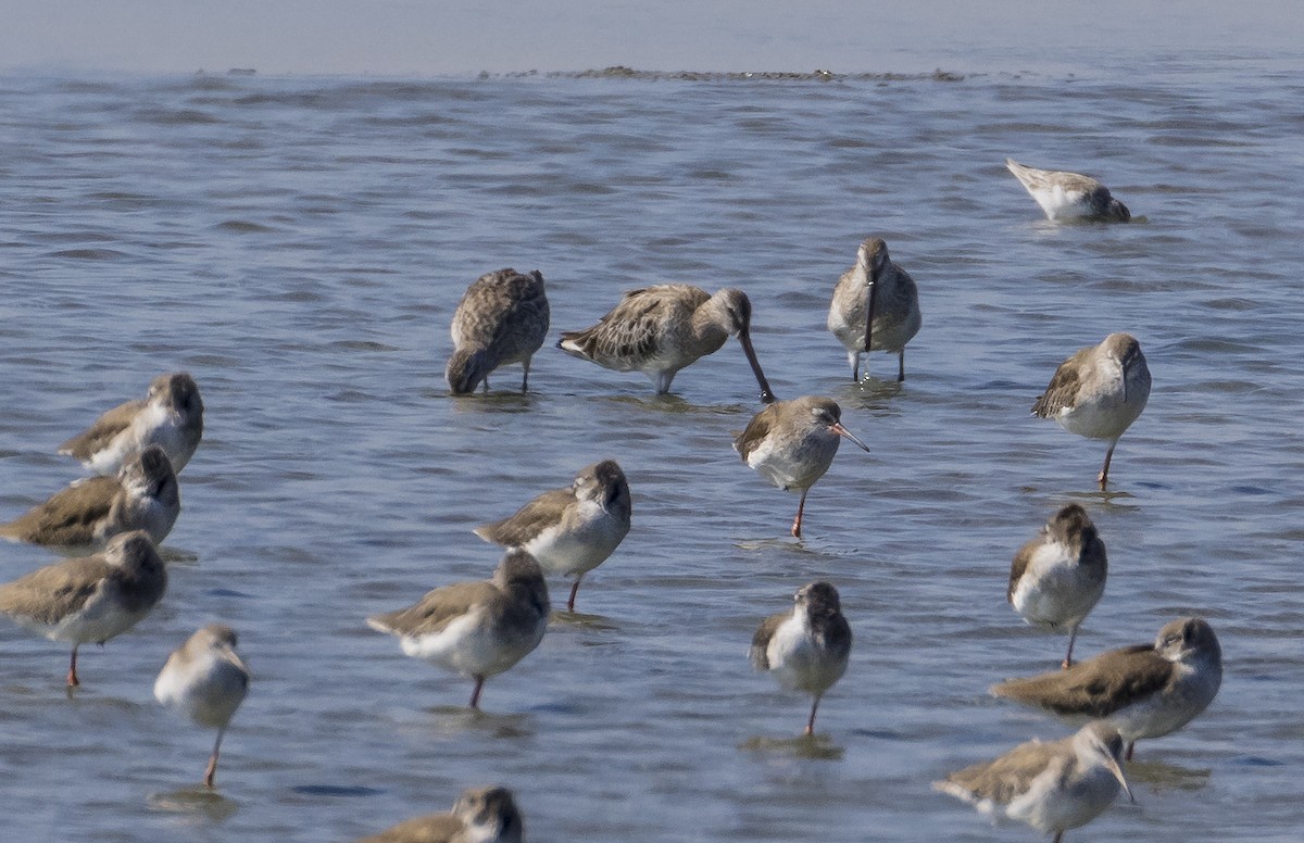 Asian Dowitcher - ML646500829