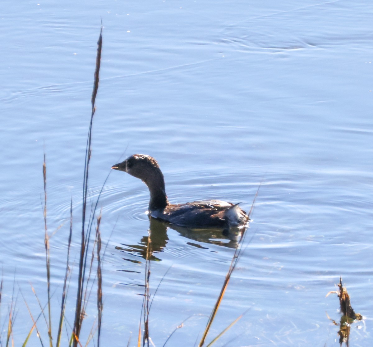 Pied-billed Grebe - ML646500832
