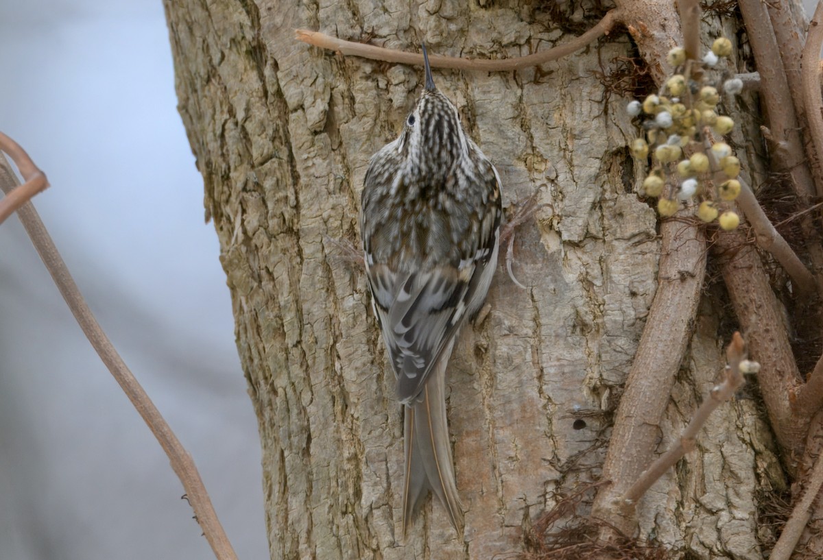 Brown Creeper - ML646500833