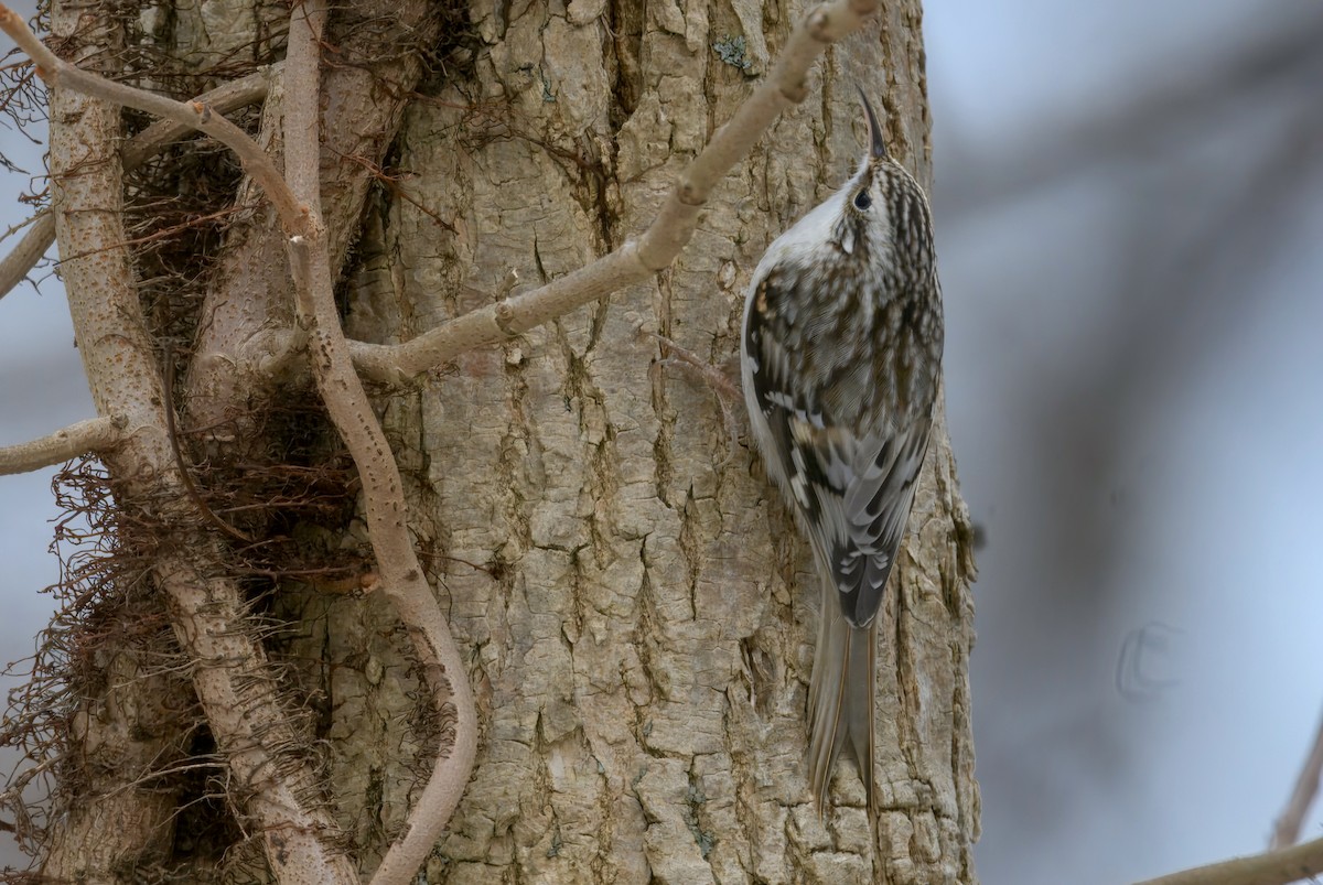 Brown Creeper - ML646500834