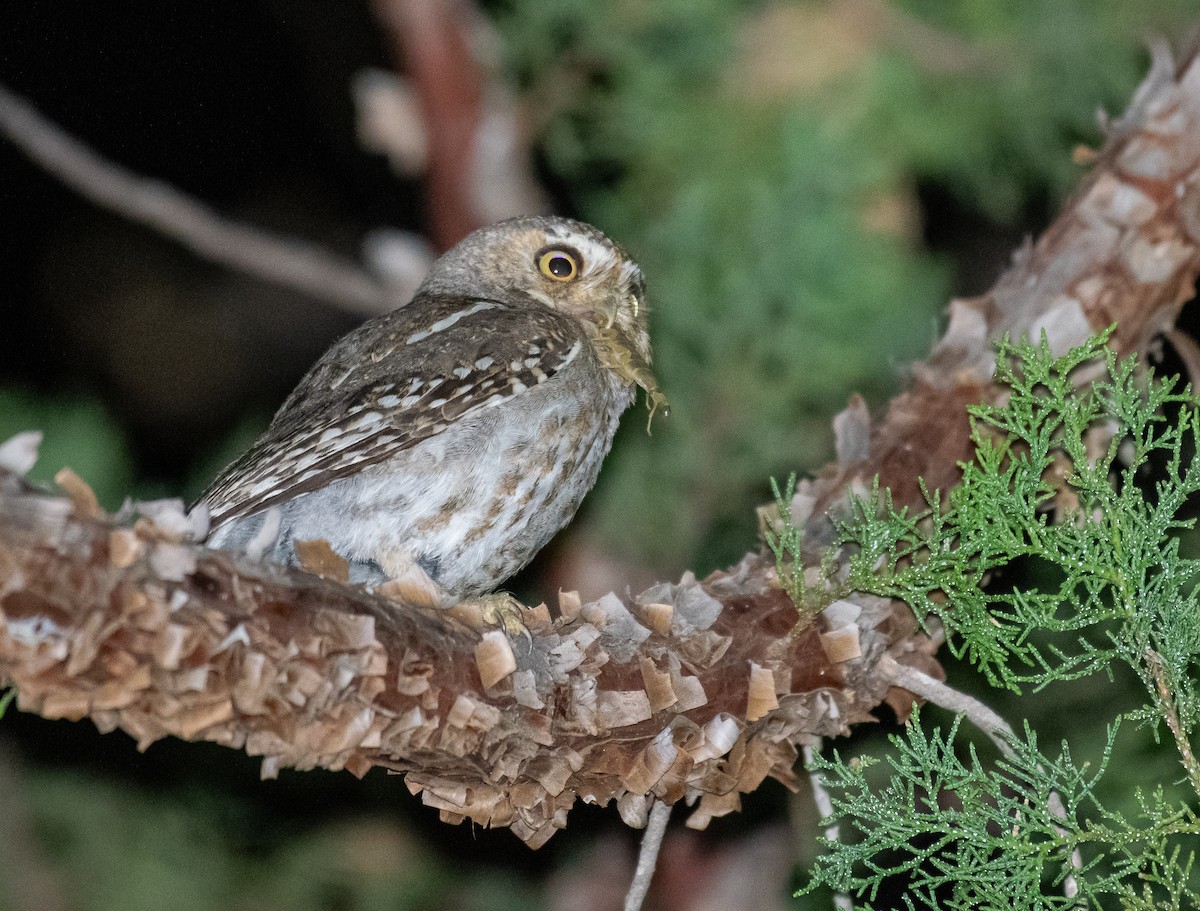 Elf Owl - ML646500835