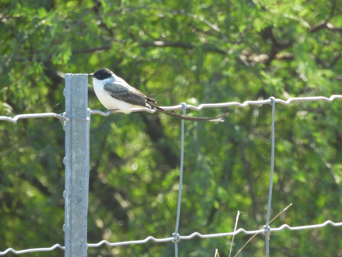 Fork-tailed Flycatcher - ML646500837