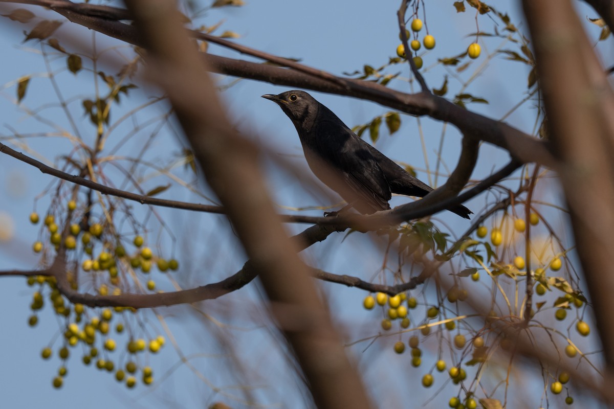 Chinese Blackbird - ML646500838