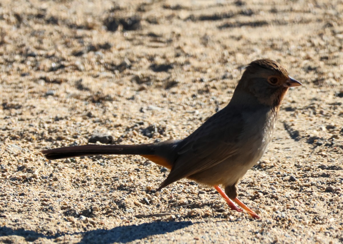 カリフォルニアムジトウヒチョウ - ML646500850