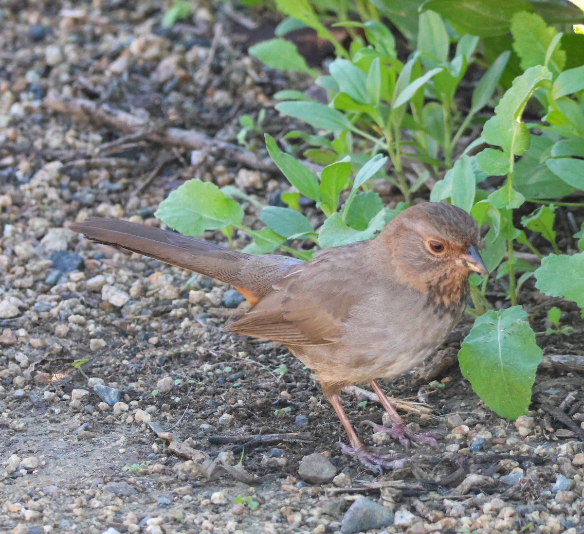 カリフォルニアムジトウヒチョウ - ML646500857
