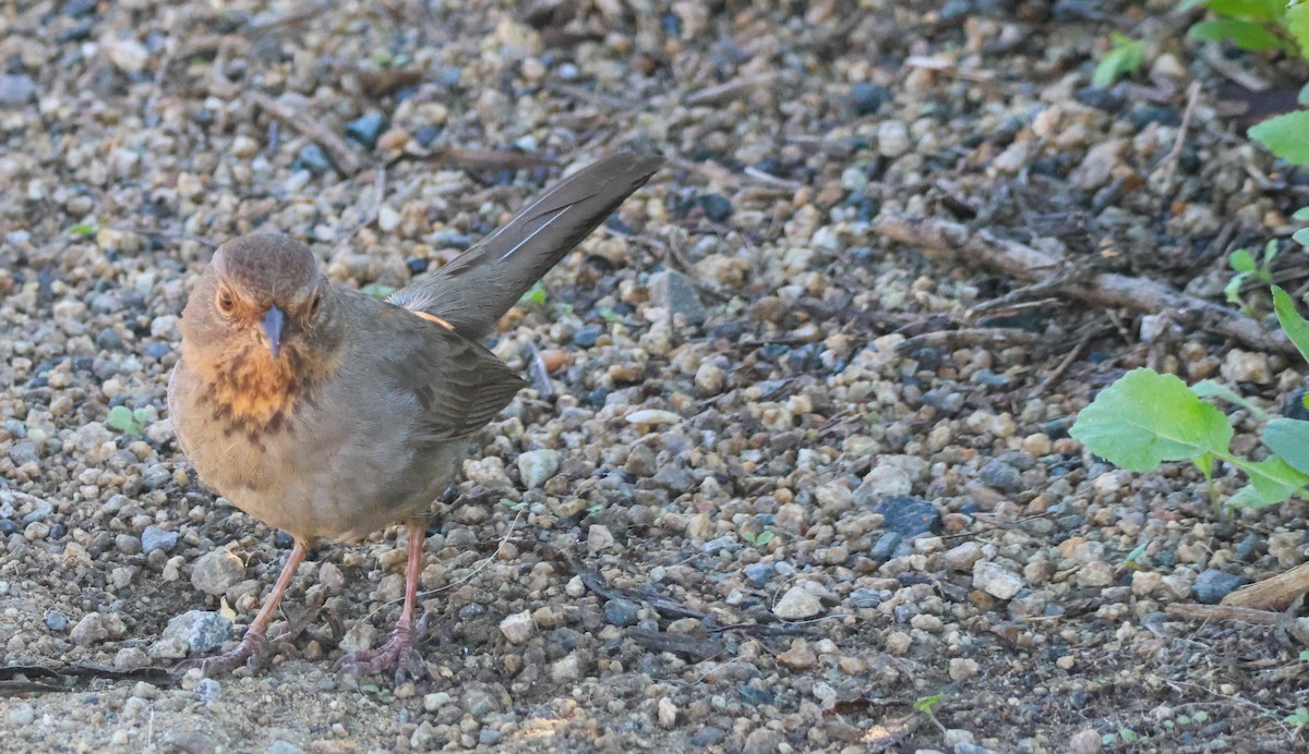 カリフォルニアムジトウヒチョウ - ML646500858