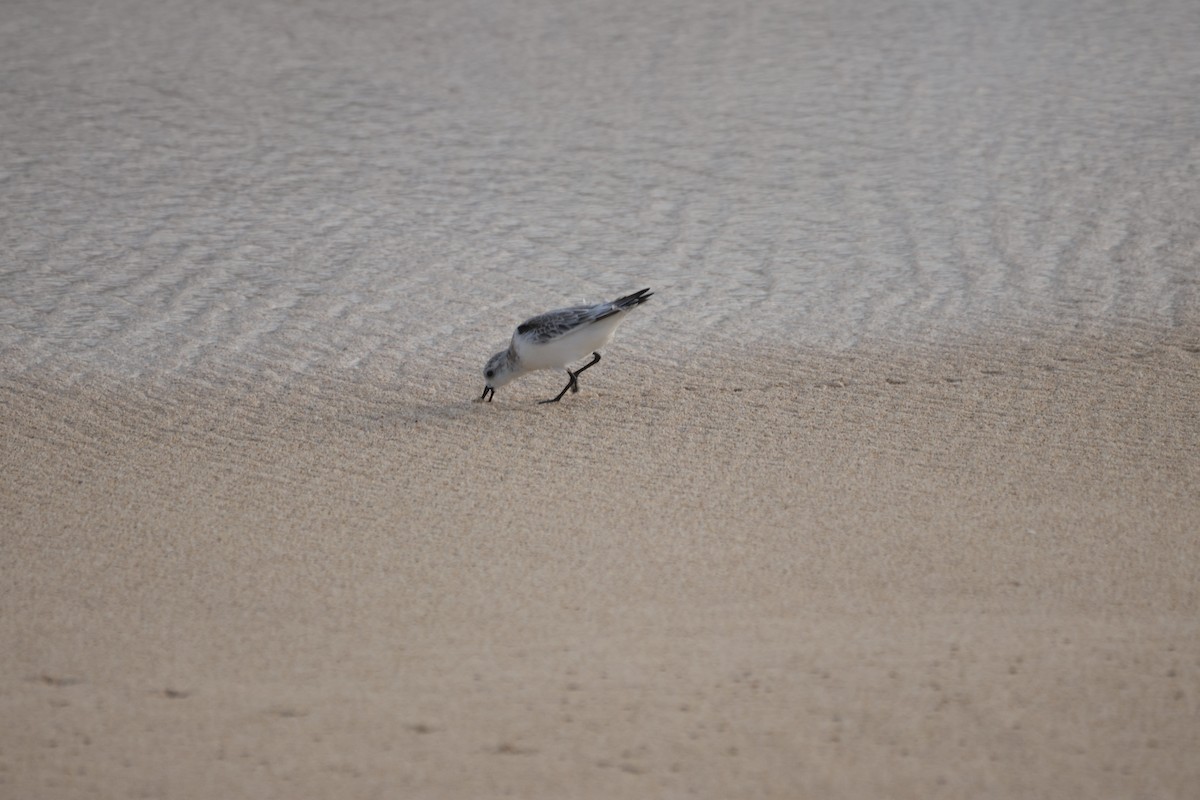 Txirri zuria - ML646500859