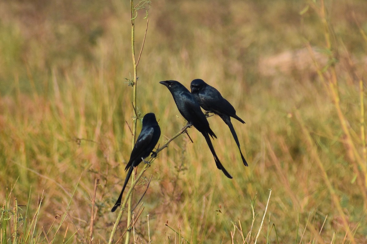 Black Drongo - ML646500862