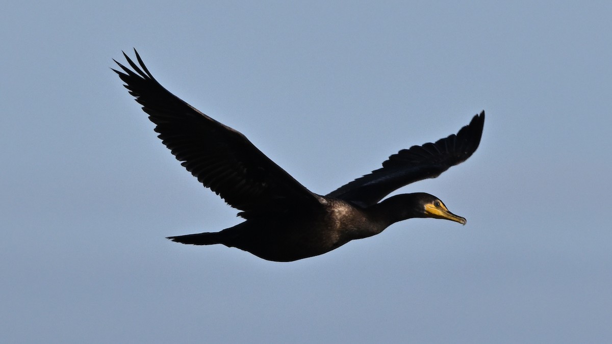 Double-crested Cormorant - ML646500874