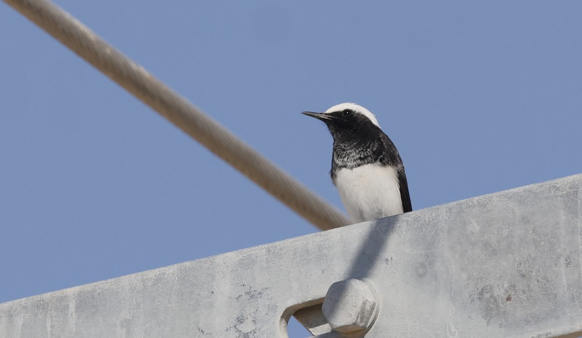 Hooded Wheatear - ML646500884