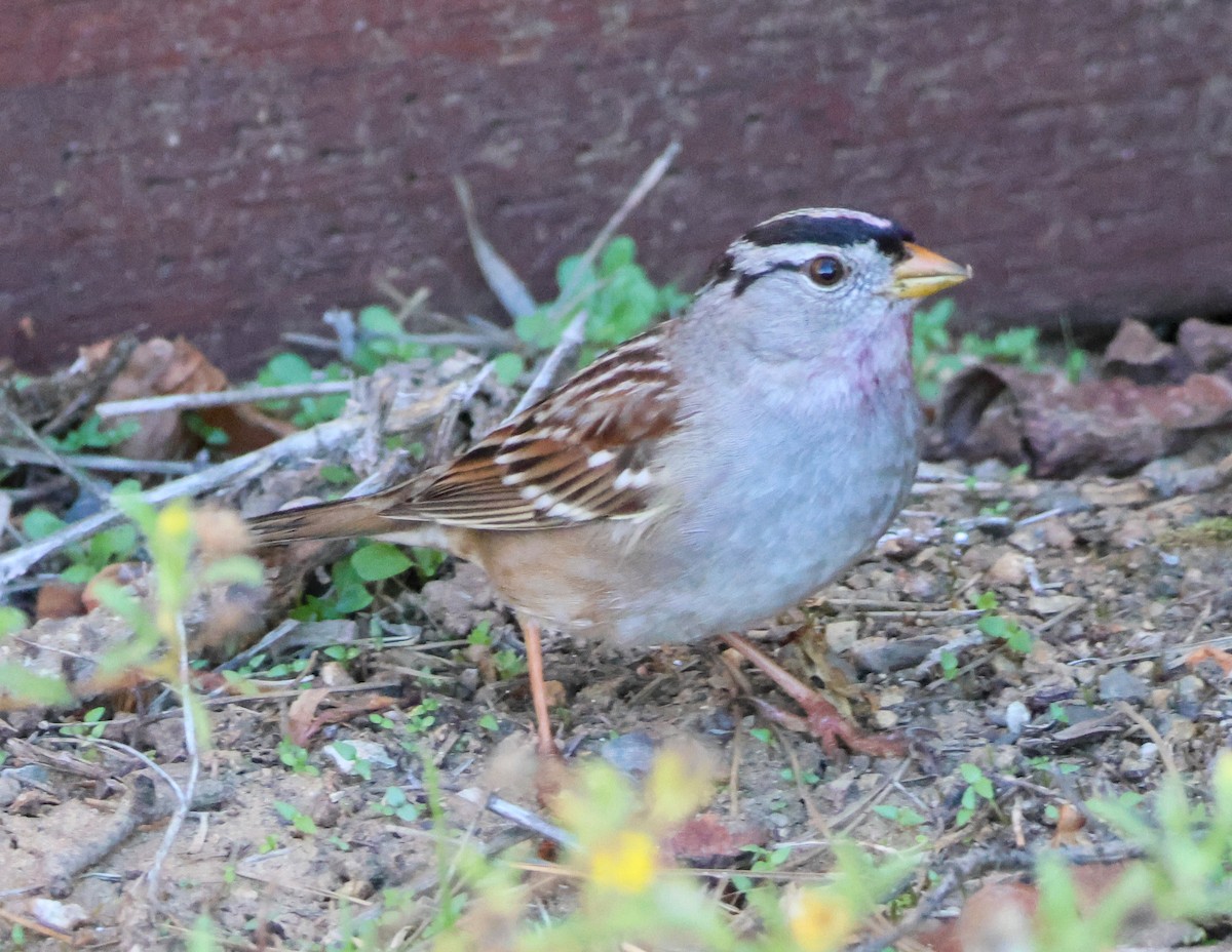 White-crowned Sparrow - ML646500885