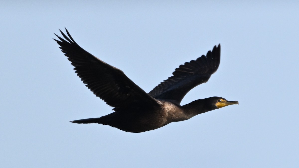 Double-crested Cormorant - ML646500887