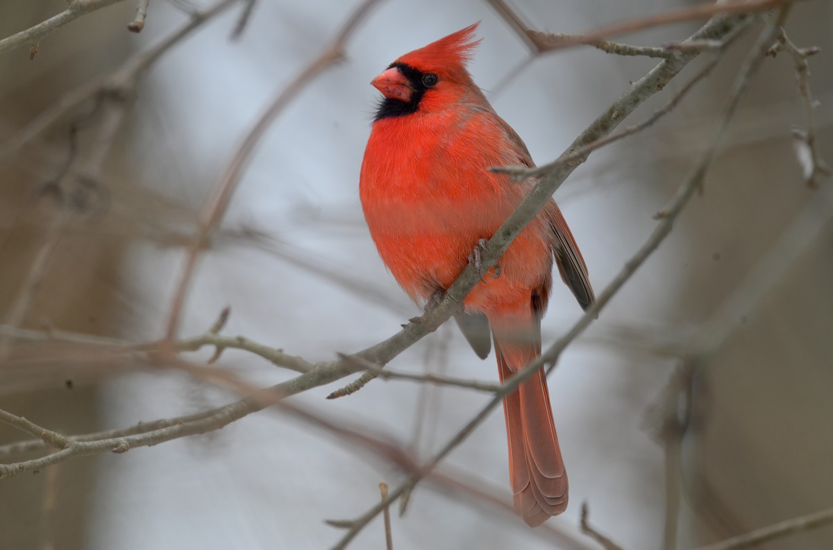 Cardinal rouge - ML646500888