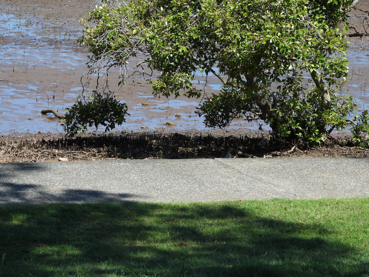Crested Pigeon - ML646500891