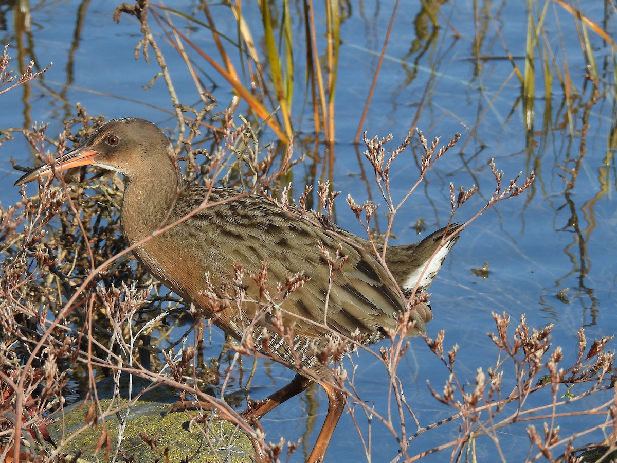 Ridgway's Rail - ML646500894