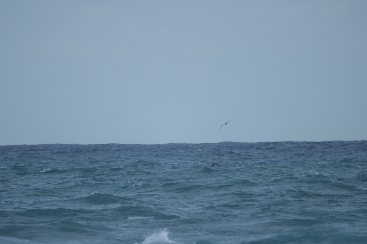 סולה אדומת-רגל - ML646500896