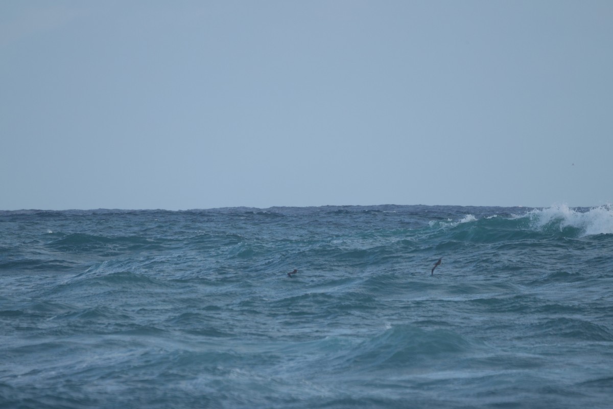 סולה אדומת-רגל - ML646500897