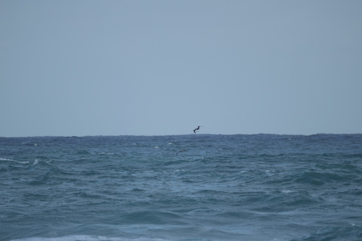 סולה אדומת-רגל - ML646500898