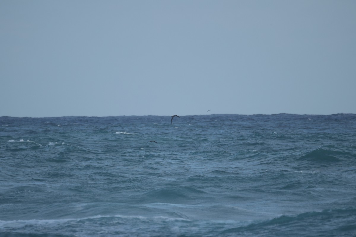 סולה אדומת-רגל - ML646500899