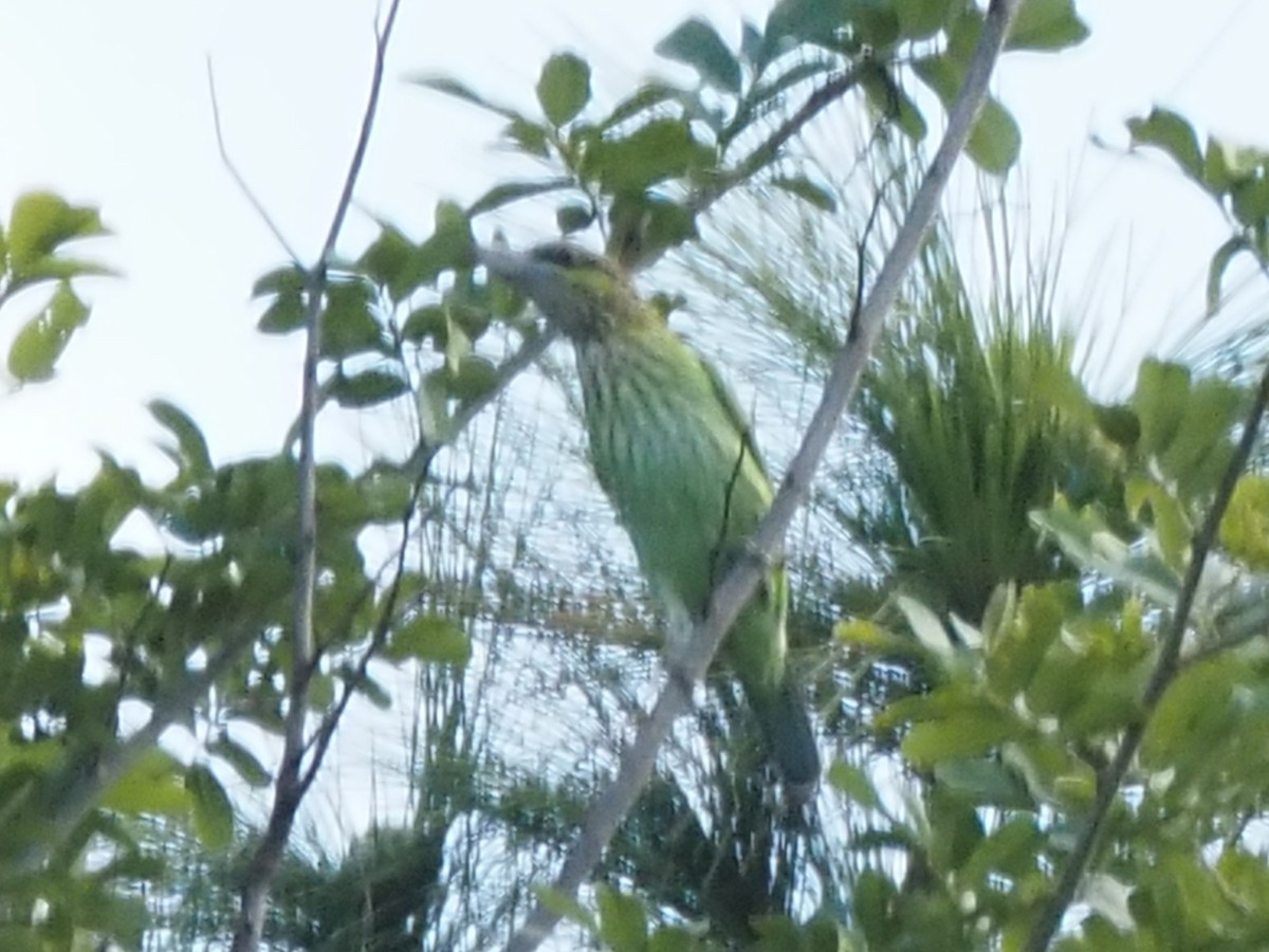 Green-eared Barbet - ML646500900
