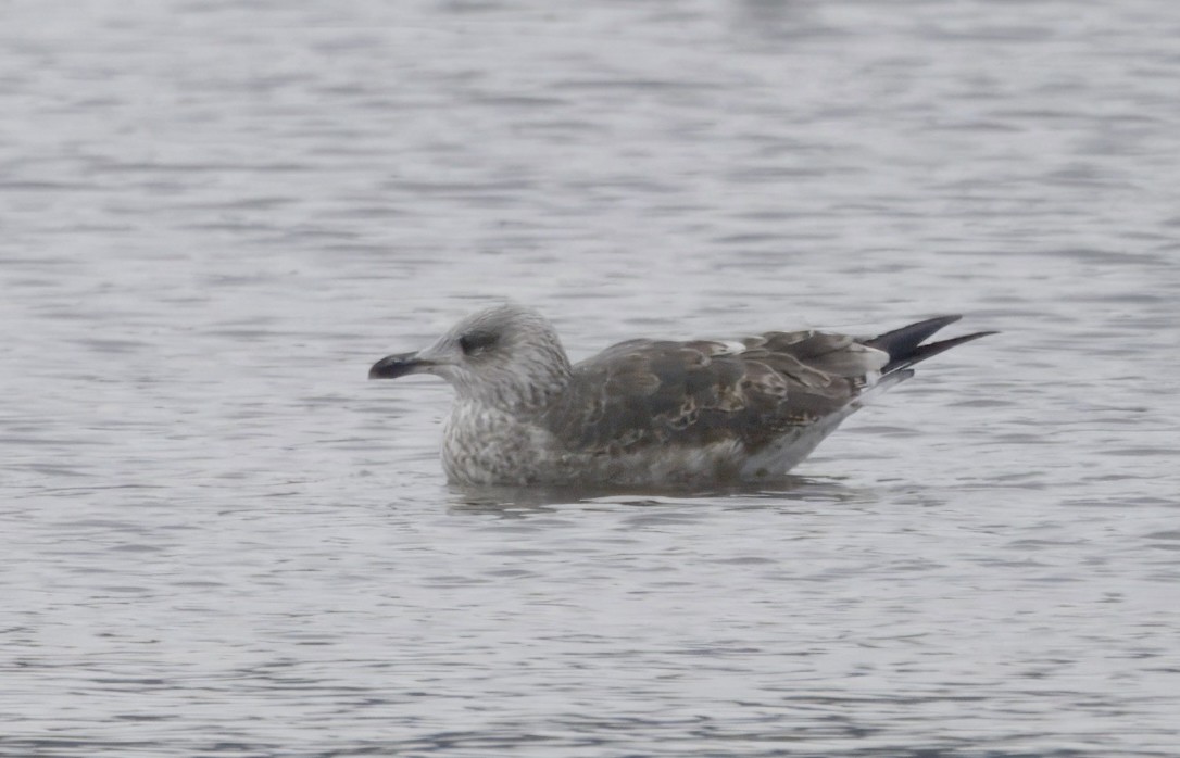 Lesser Black-backed Gull - ML646500902