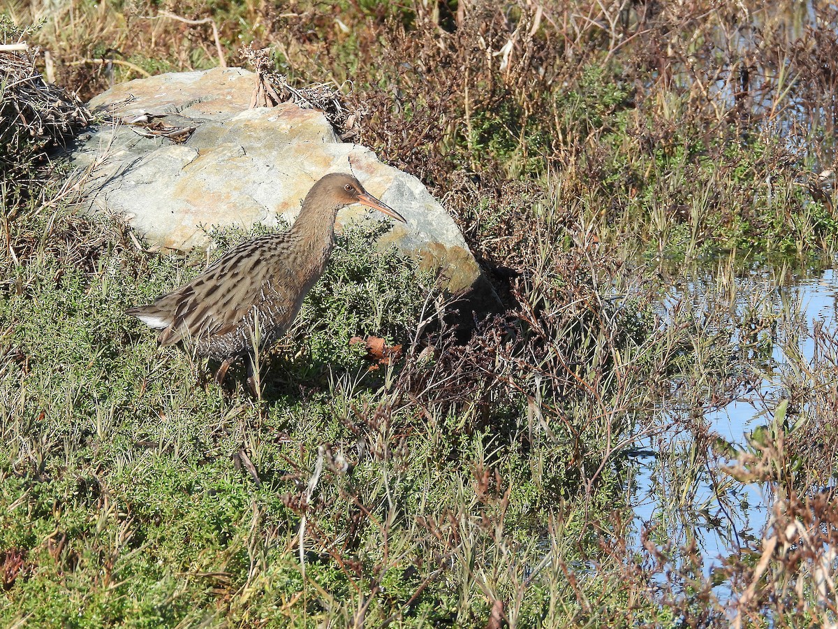 Ridgway's Rail - ML646500903