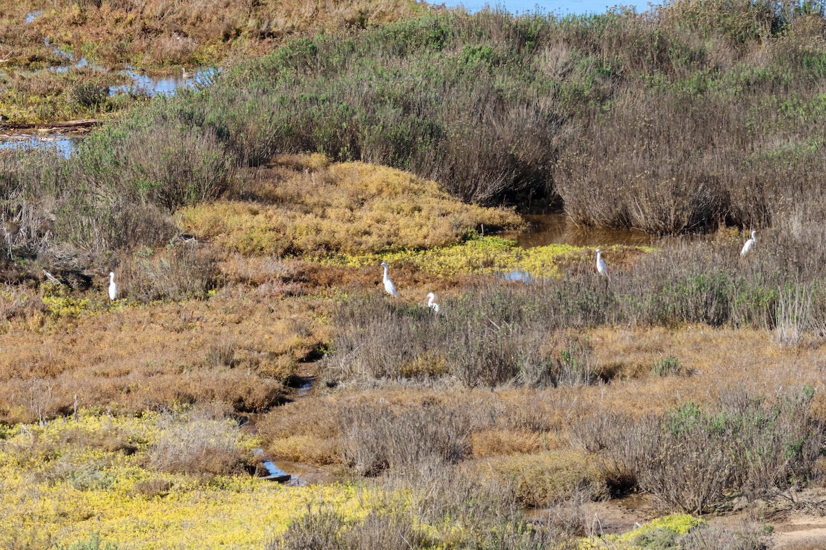 ユキコサギ - ML646500907