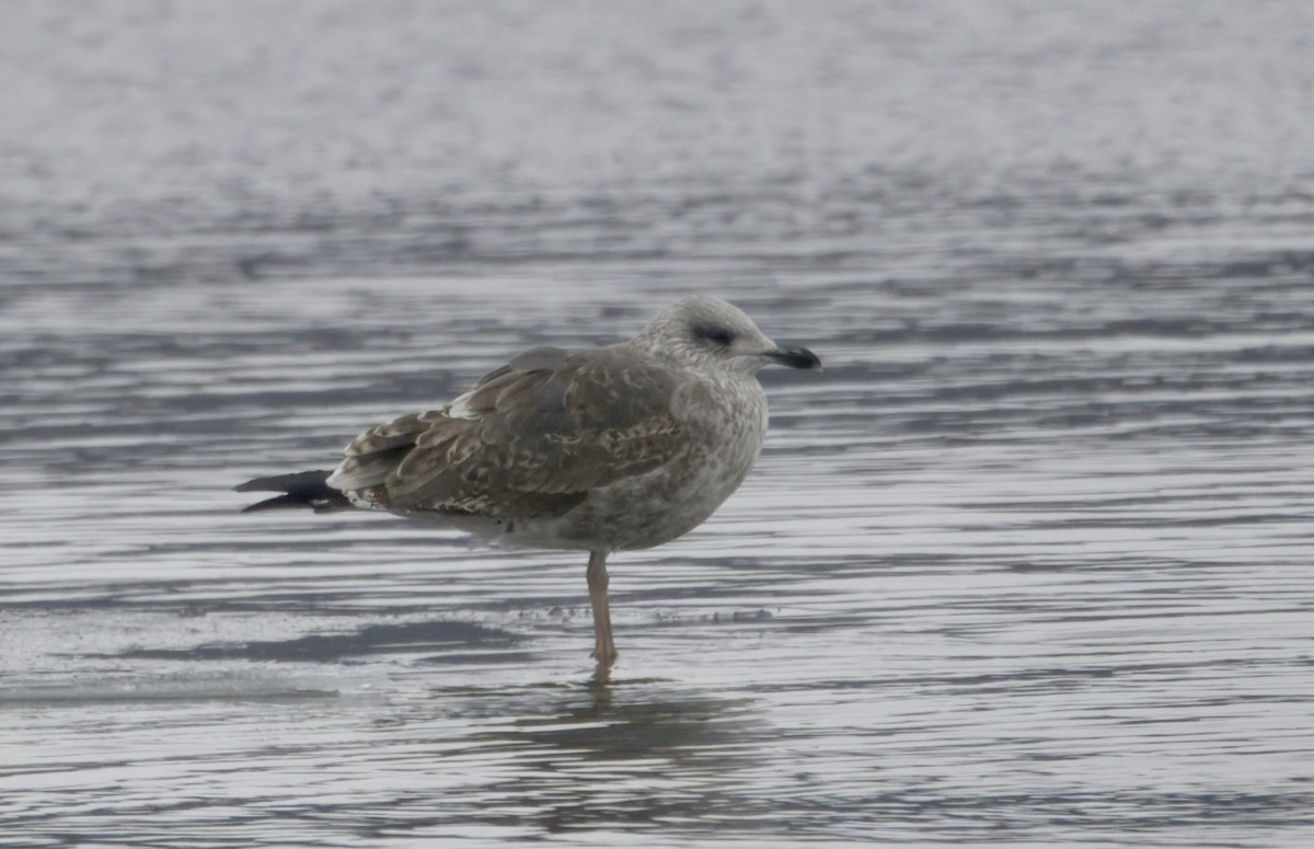 Lesser Black-backed Gull - ML646500908