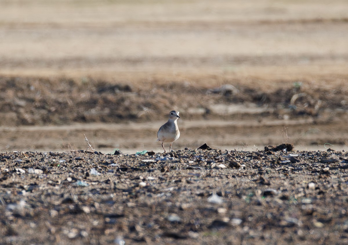 Mountain Plover - ML646500910
