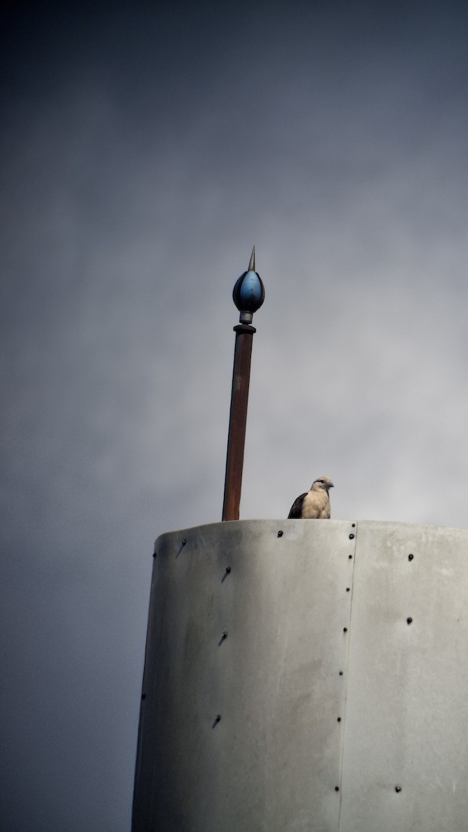 Yellow-headed Caracara - ML646500911