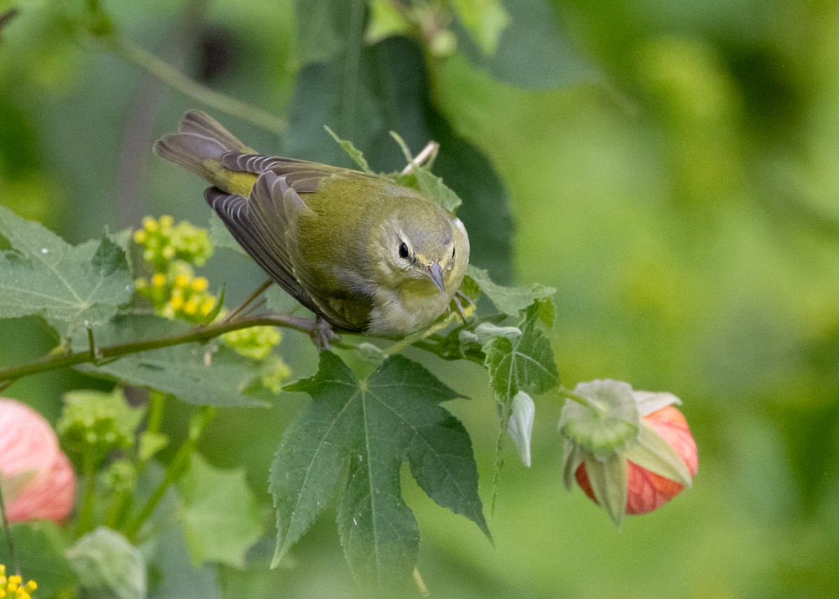 Tennessee Warbler - ML646500913