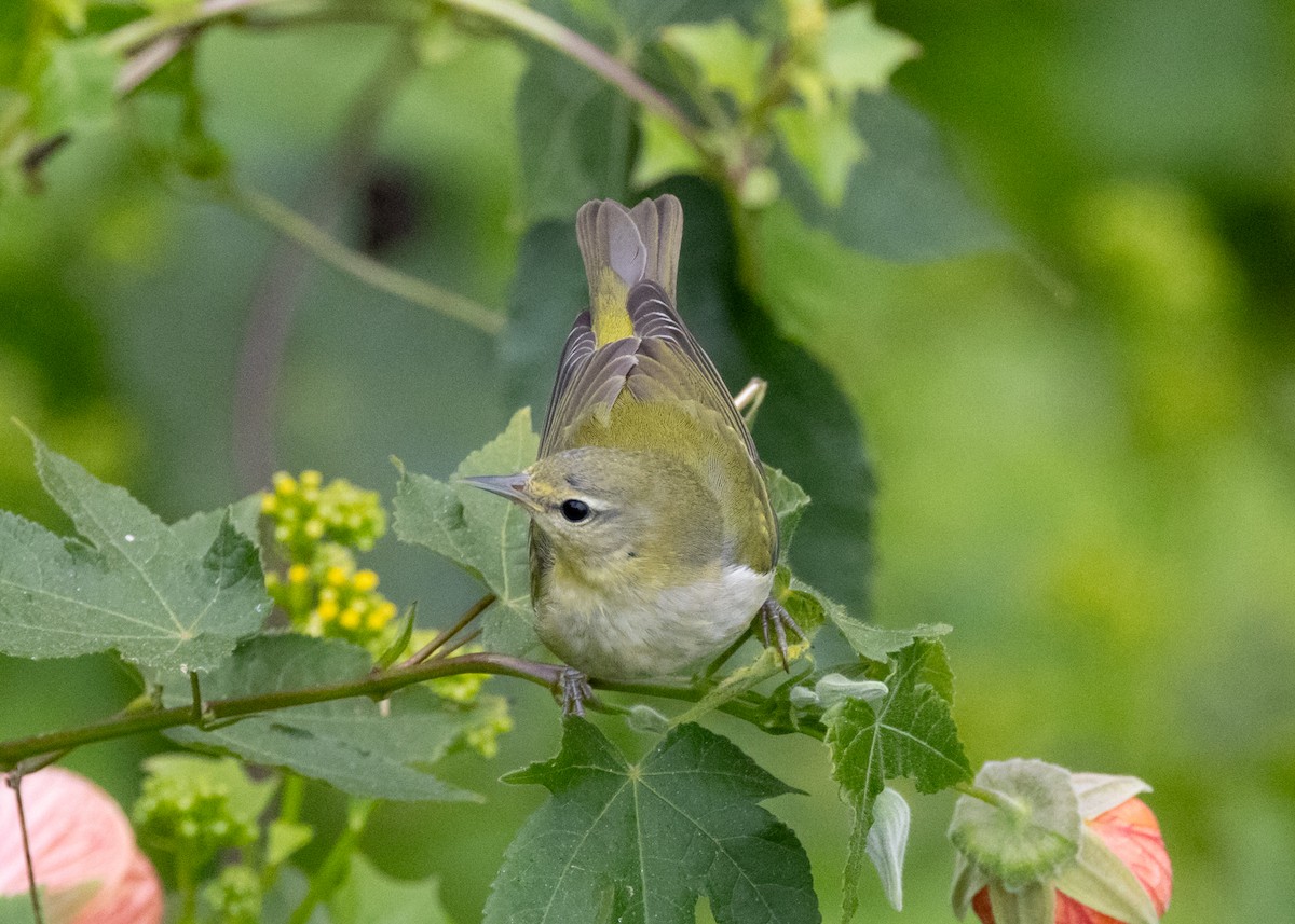 Tennessee Warbler - ML646500914