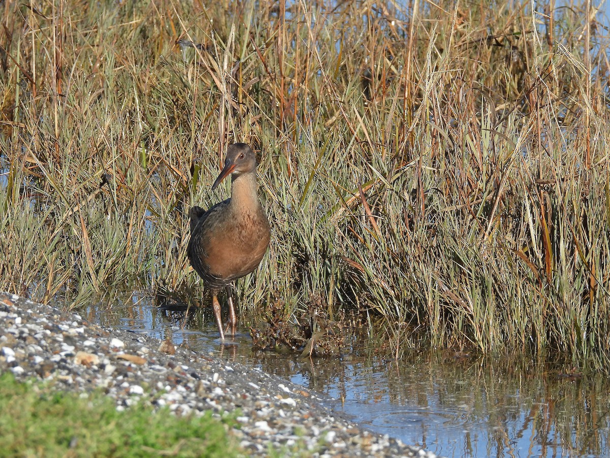 Ridgway's Rail - ML646500915