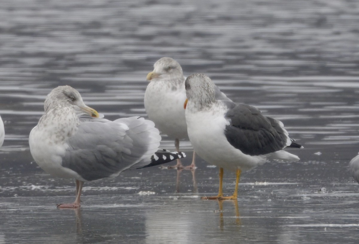 Lesser Black-backed Gull - ML646500918