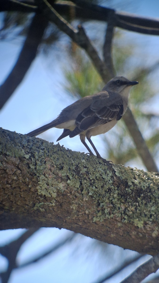Tropical Mockingbird - ML646500922