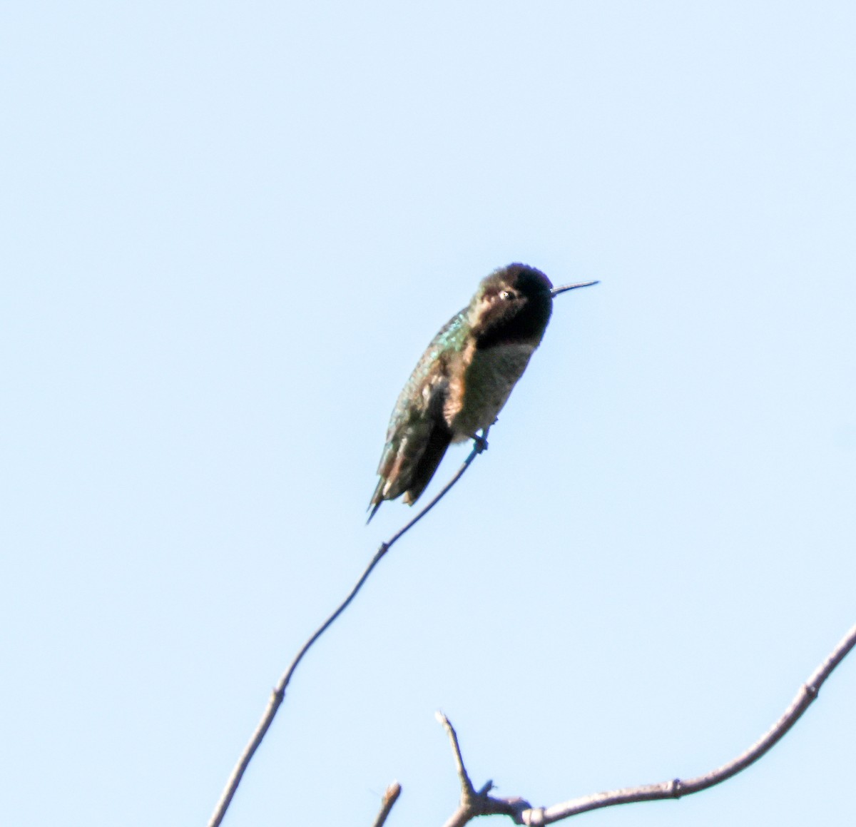 アンナハチドリ - ML646500923