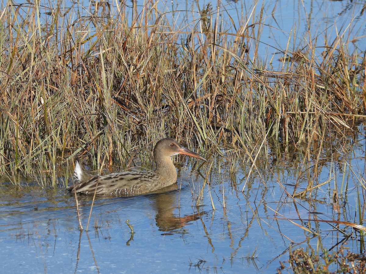 Ridgway's Rail - ML646500932